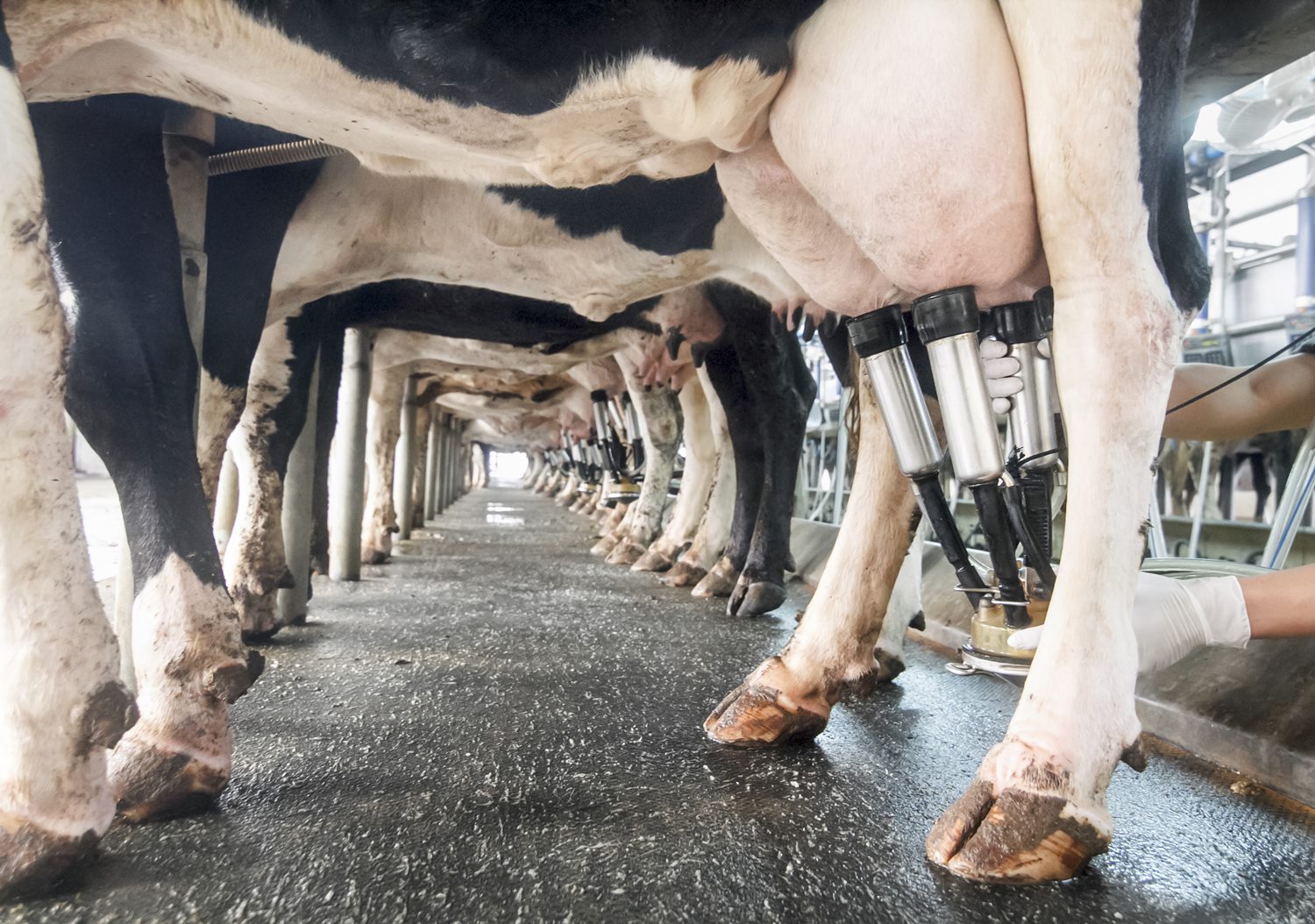 Dairy Farming - Bev Gordon